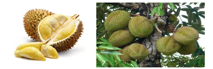 Durian